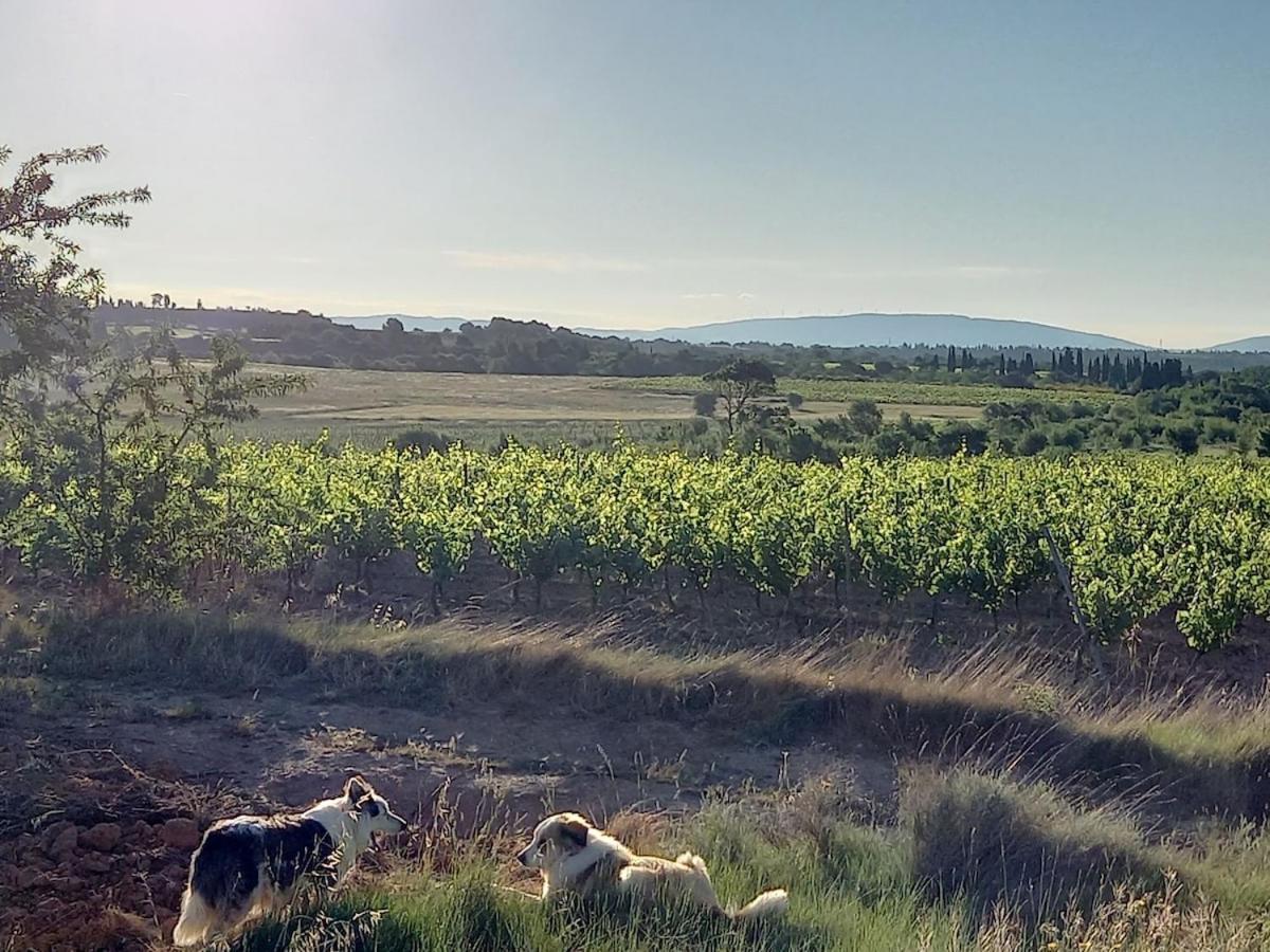 Domaine Saint Augustin Rieux-Minervois Exterior foto