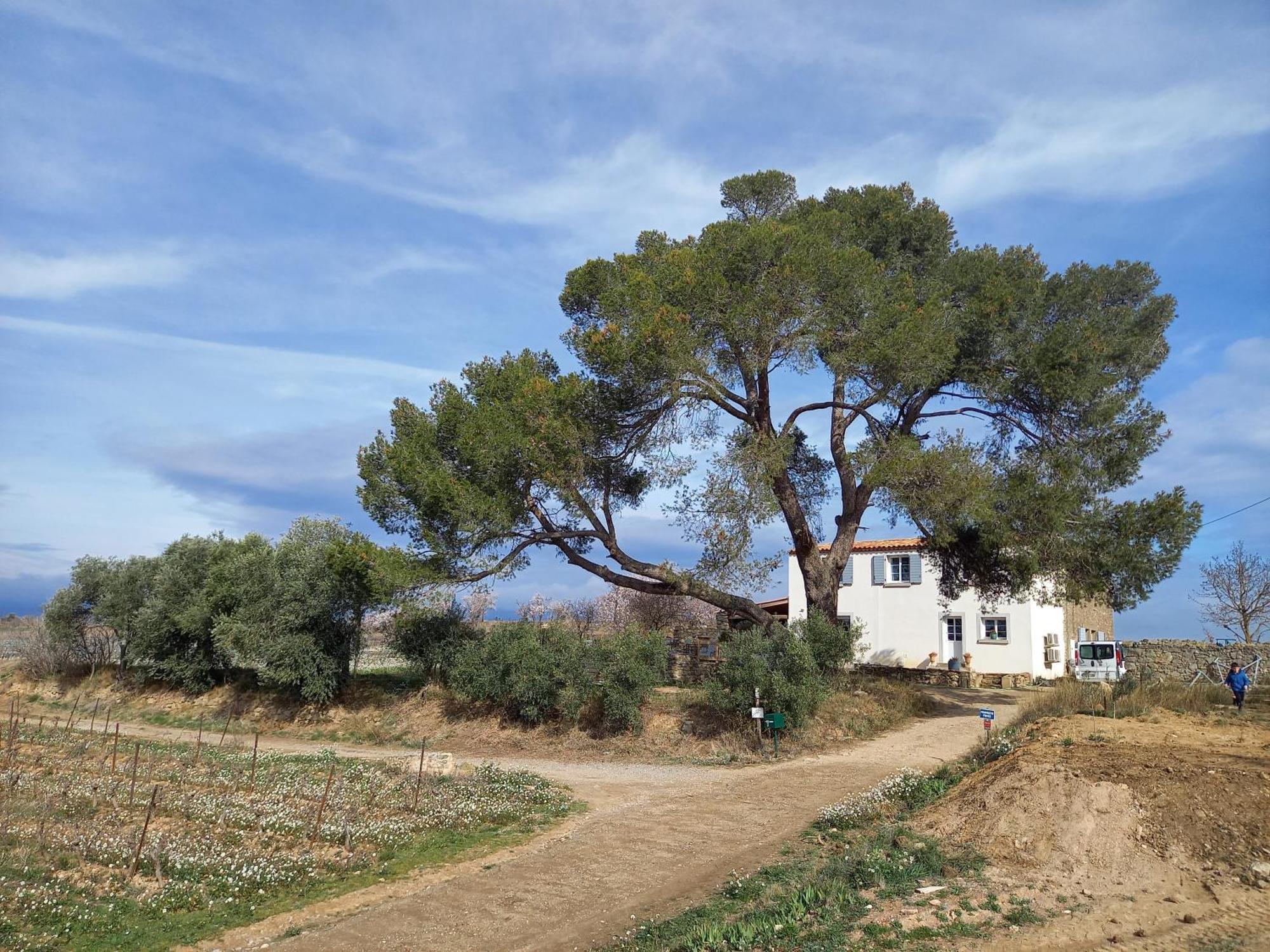 Domaine Saint Augustin Rieux-Minervois Exterior foto